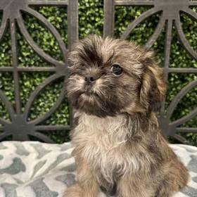 Lhasa Apso