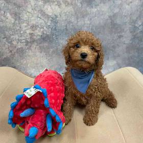 Mini Goldendoodle