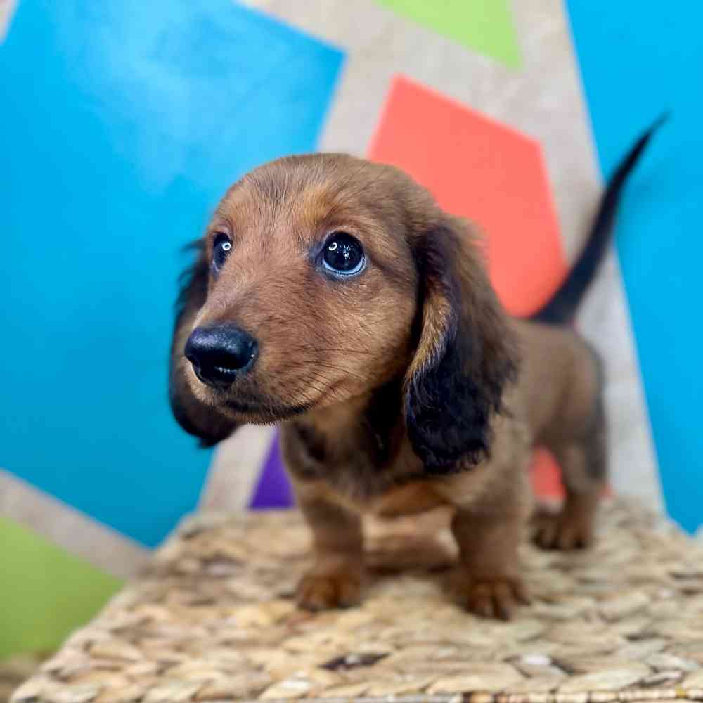 carousel pet images