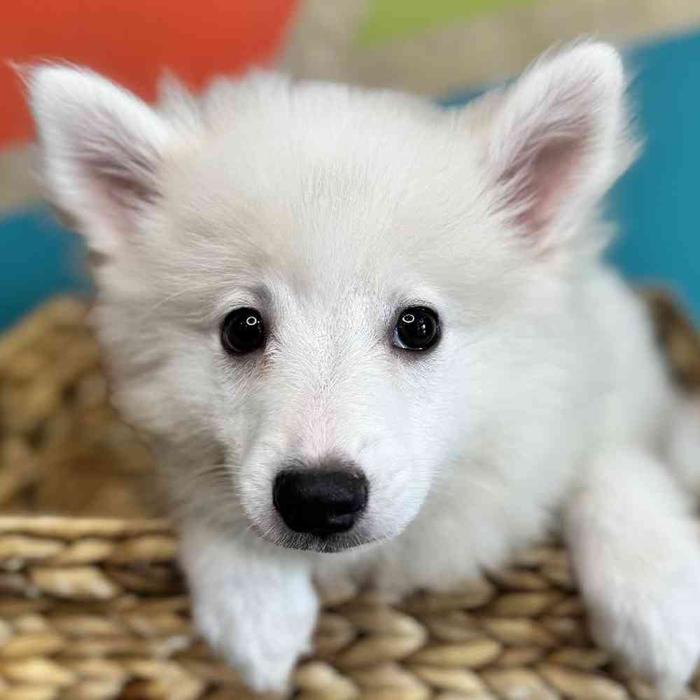 carousel pet images