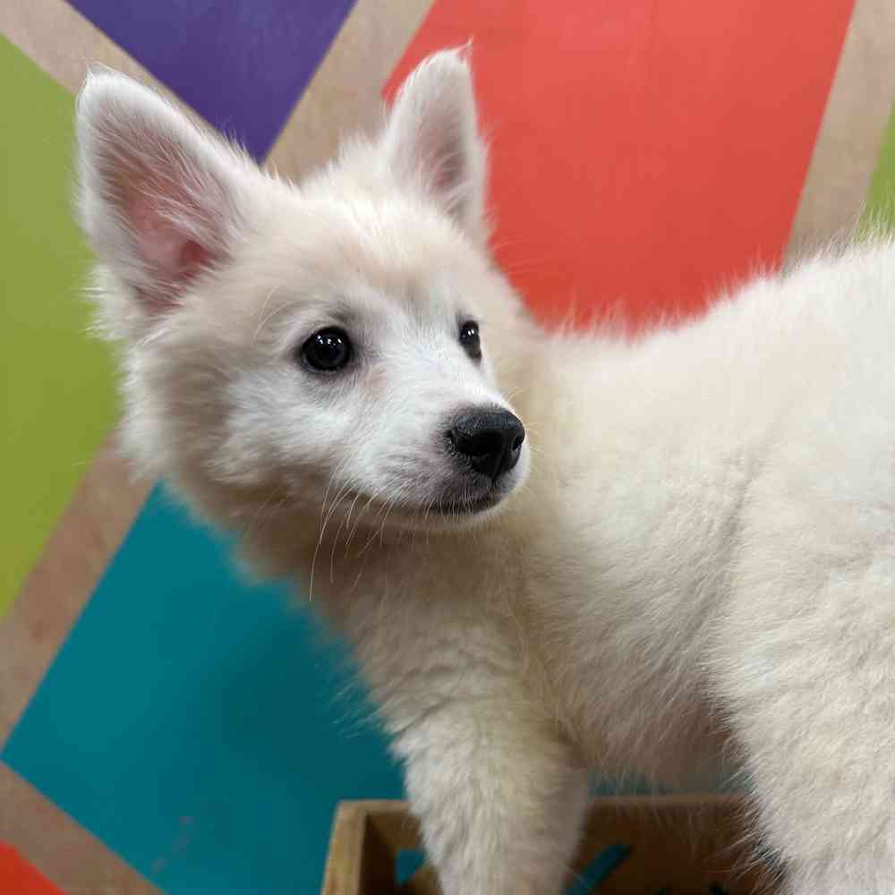 carousel pet images