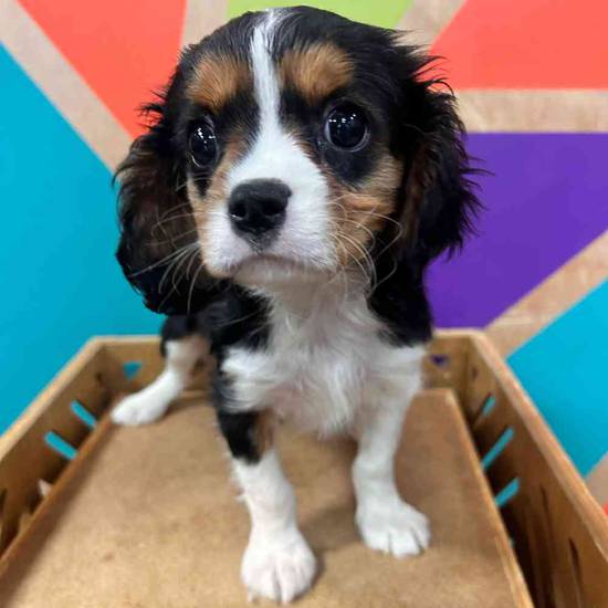 Cavalier King Charles Spaniel
