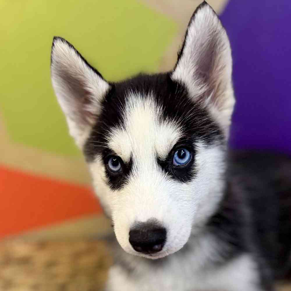 carousel pet images