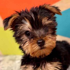 Yorkie