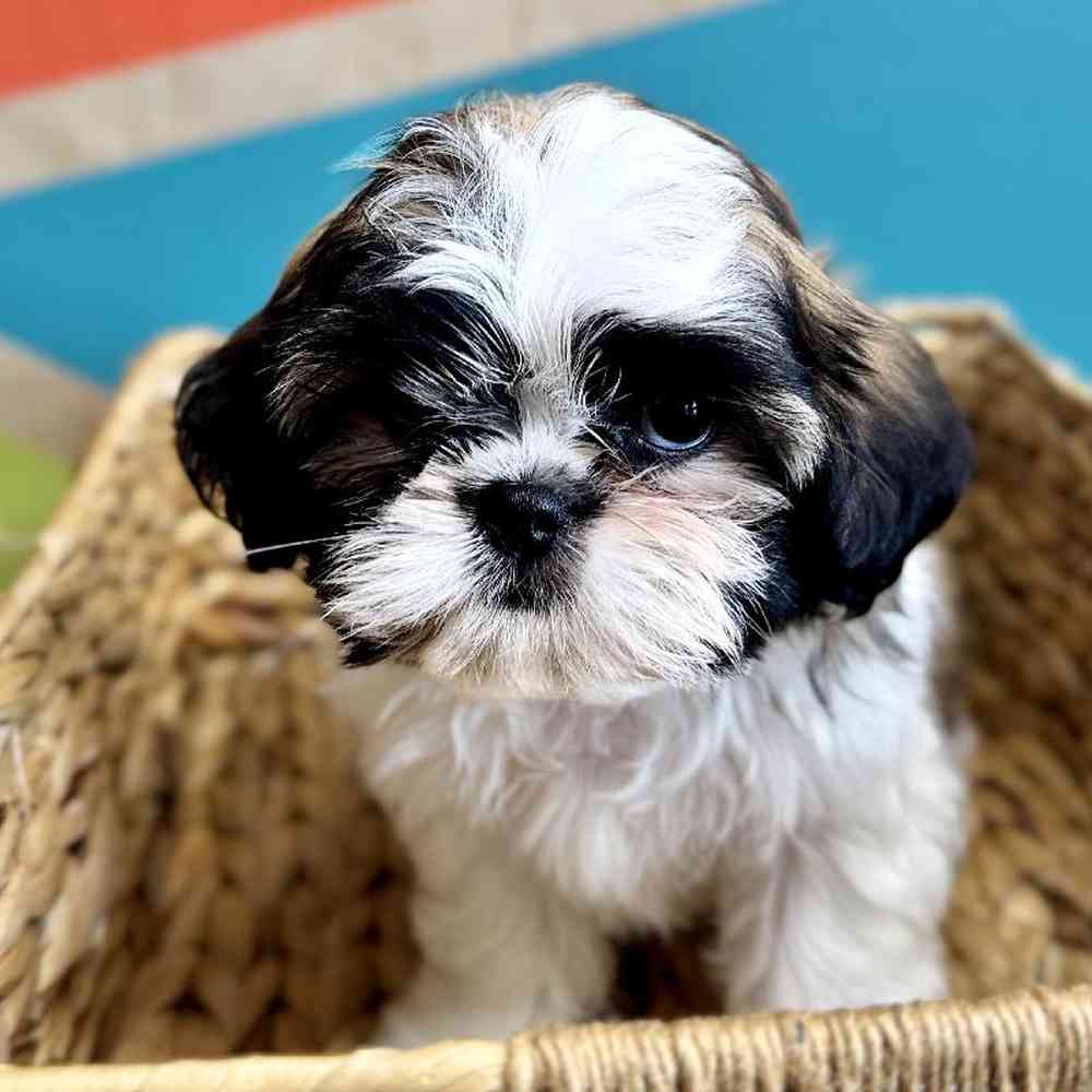 carousel pet images