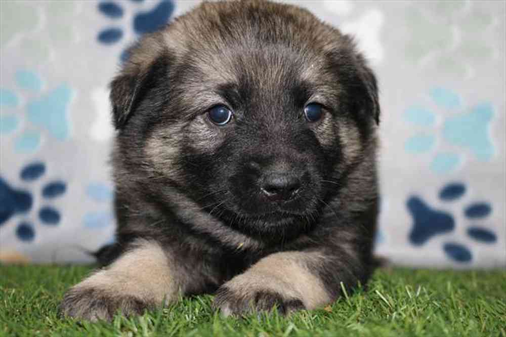 Image of a pet breed in the gallery