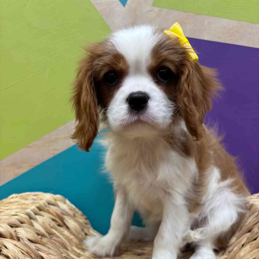 carousel pet images