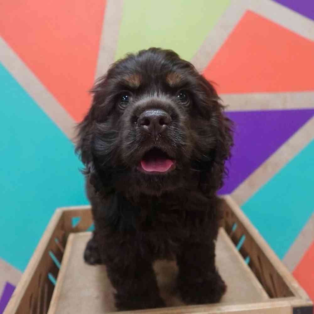 carousel pet images