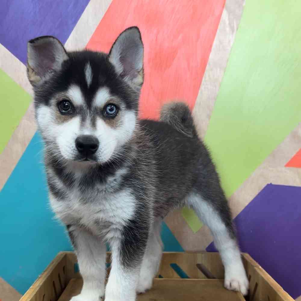 pet breed image