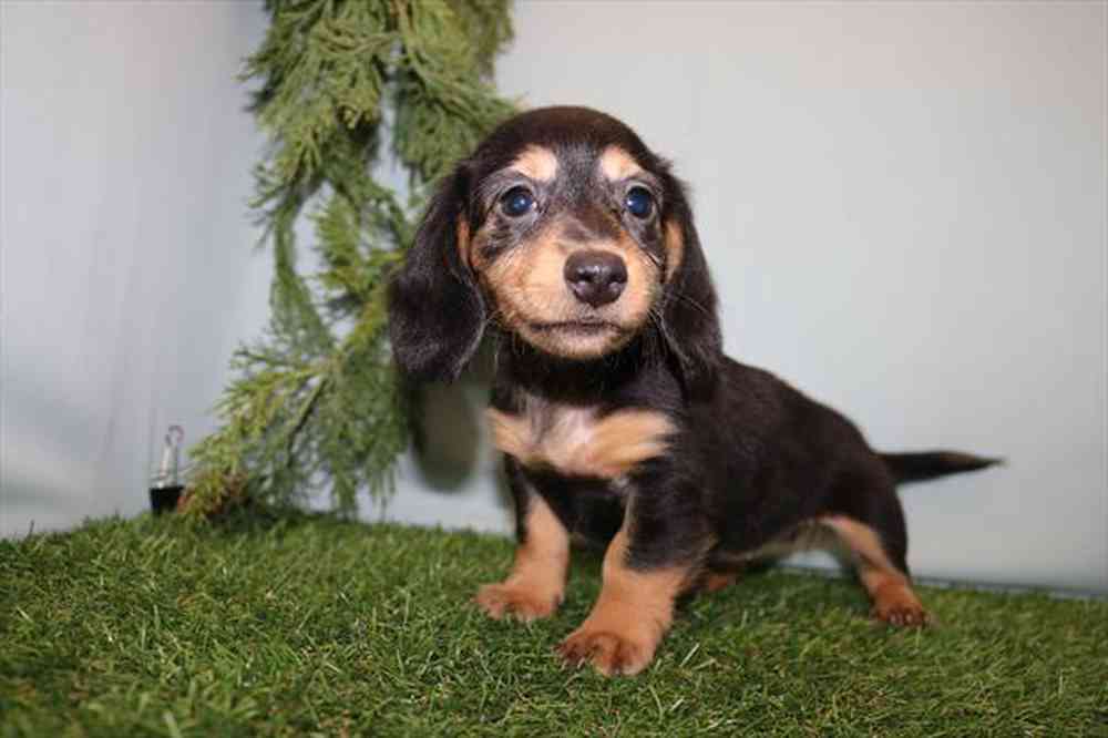 Image of a pet breed in the gallery