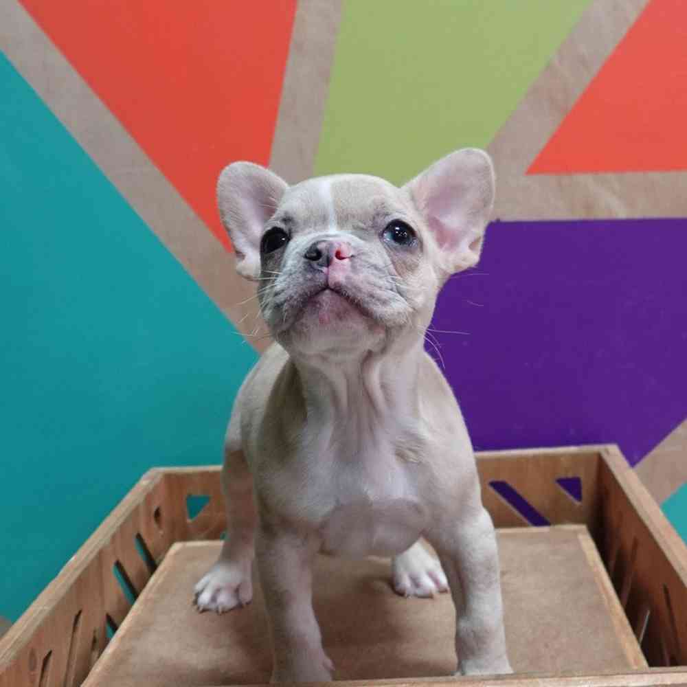 carousel pet images
