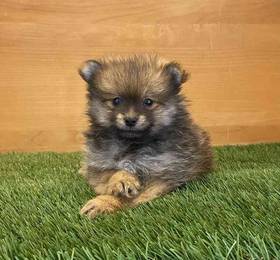 Pomeranian