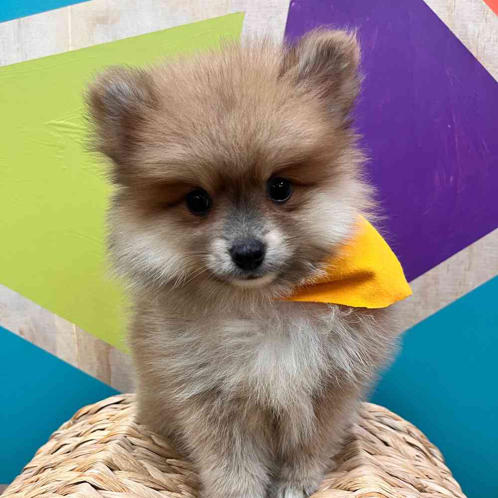carousel pet images