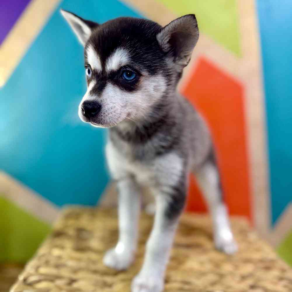 carousel pet images
