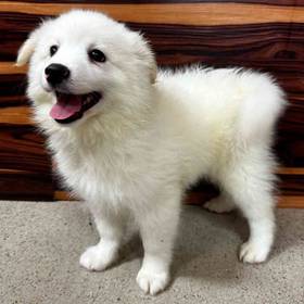 American Eskimo