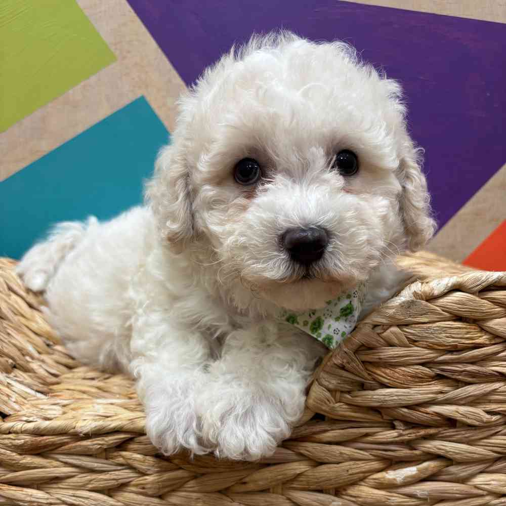 Image of a pet breed in the gallery
