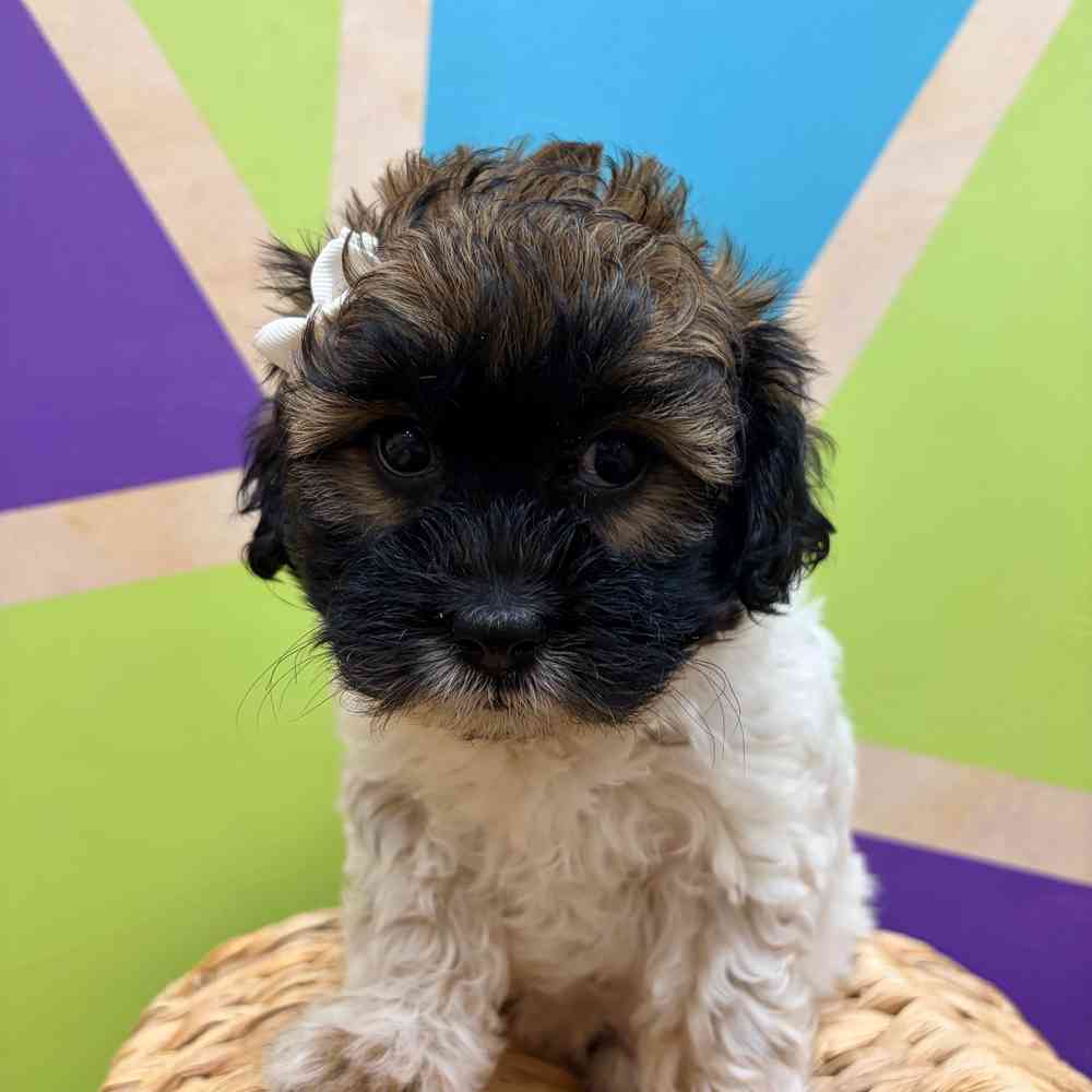 carousel pet images
