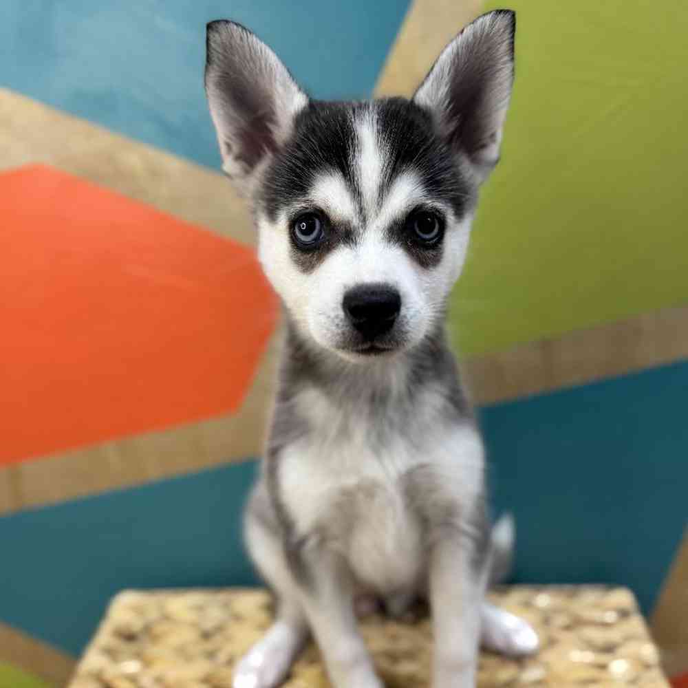 carousel pet images