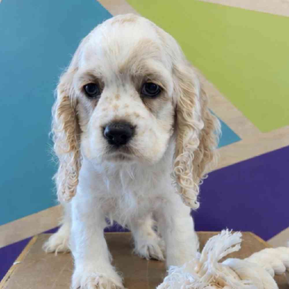 Image of a pet breed in the gallery