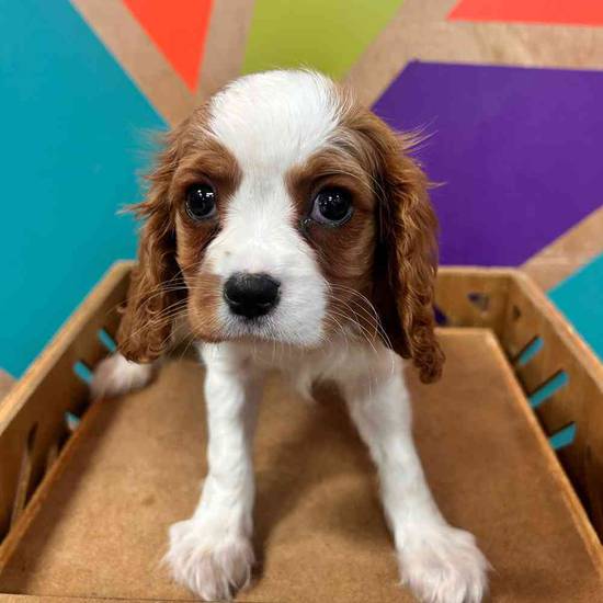 Cavalier King Charles Spaniel