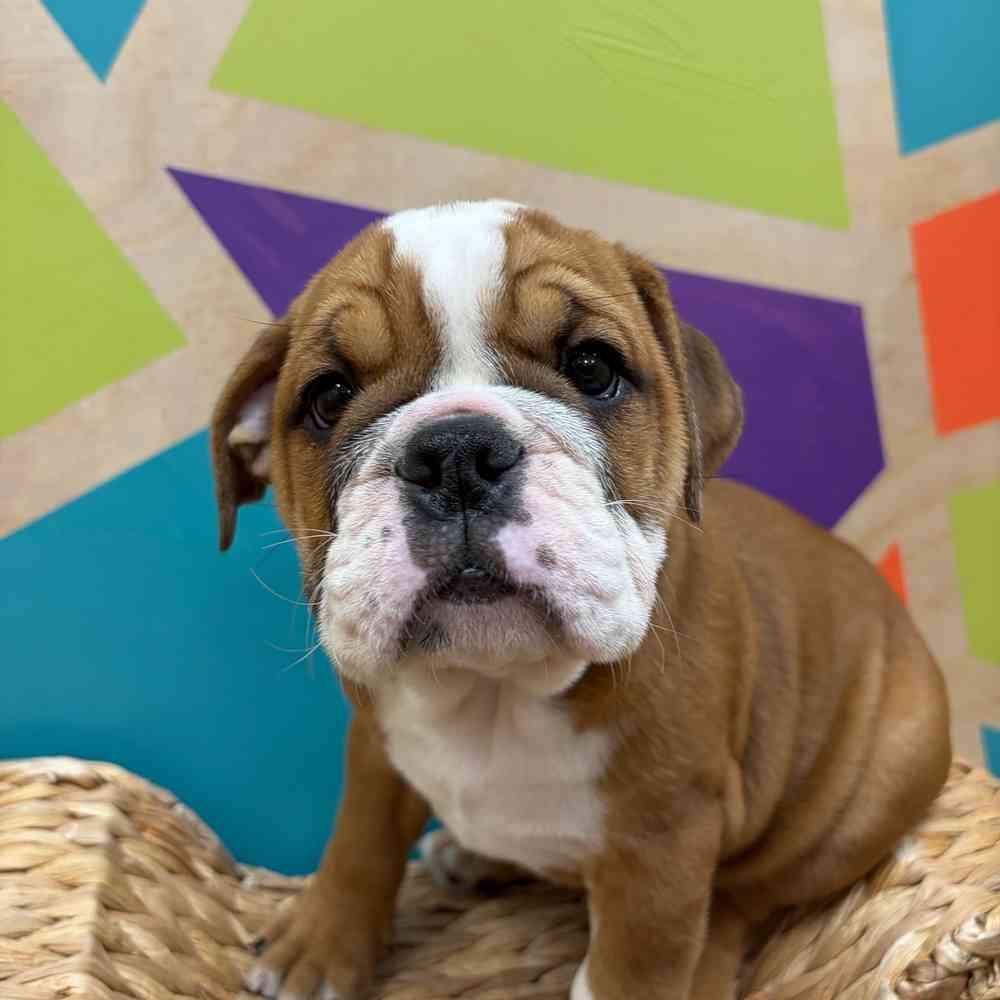 carousel pet images