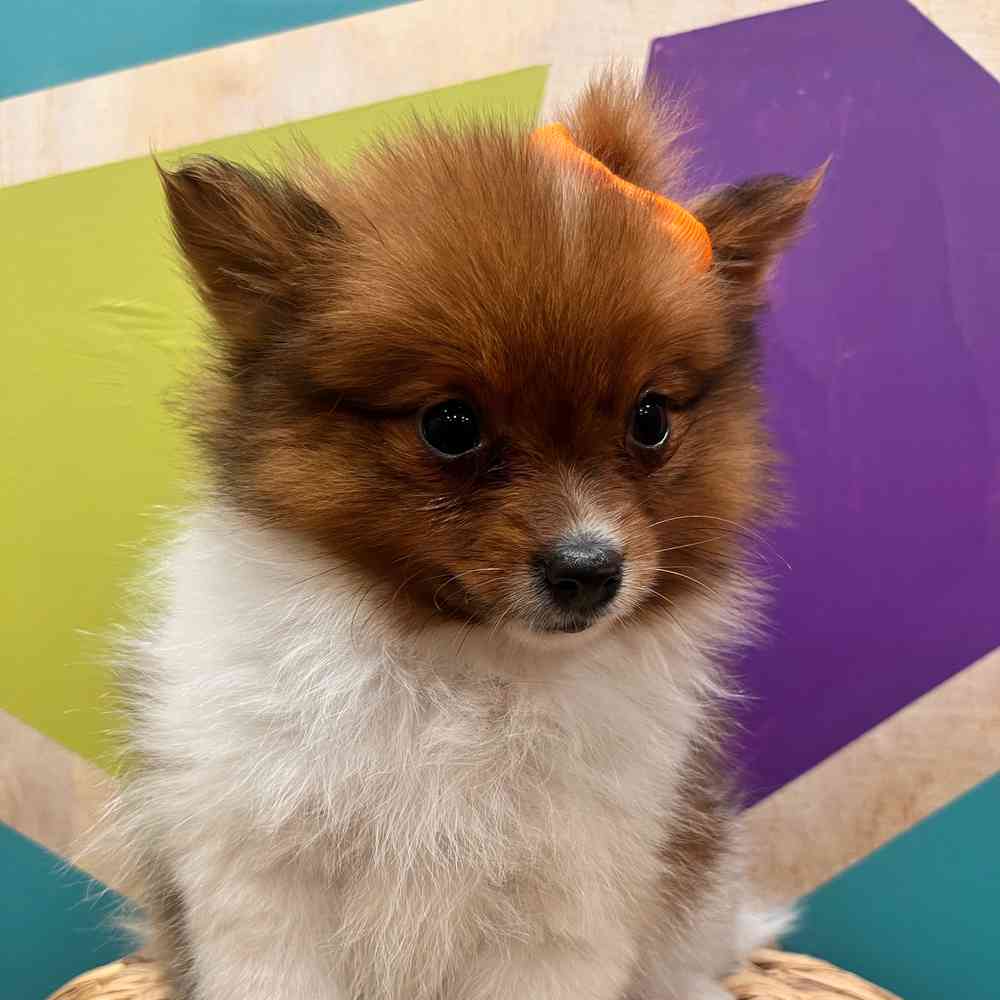 carousel pet images