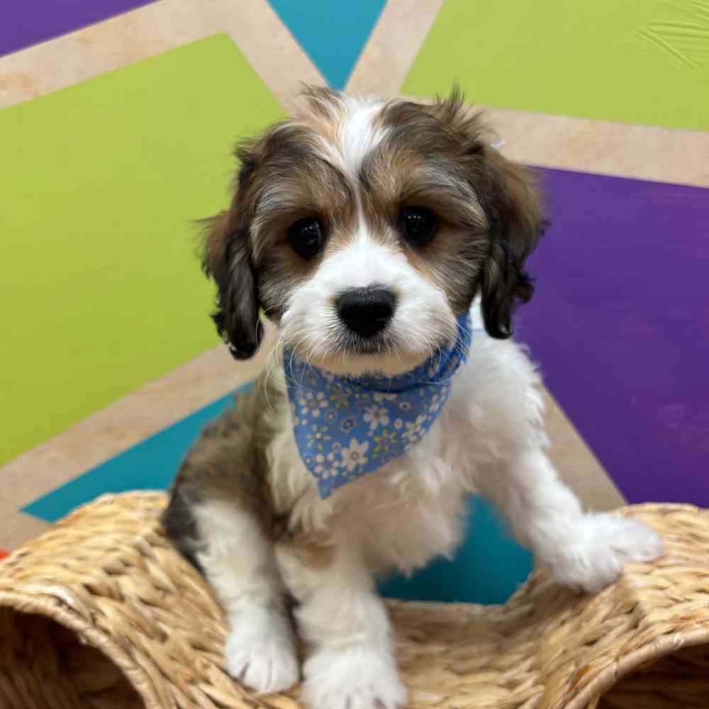 carousel pet images