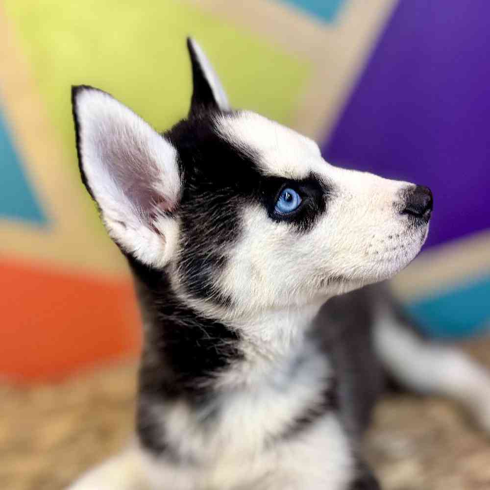 carousel pet images