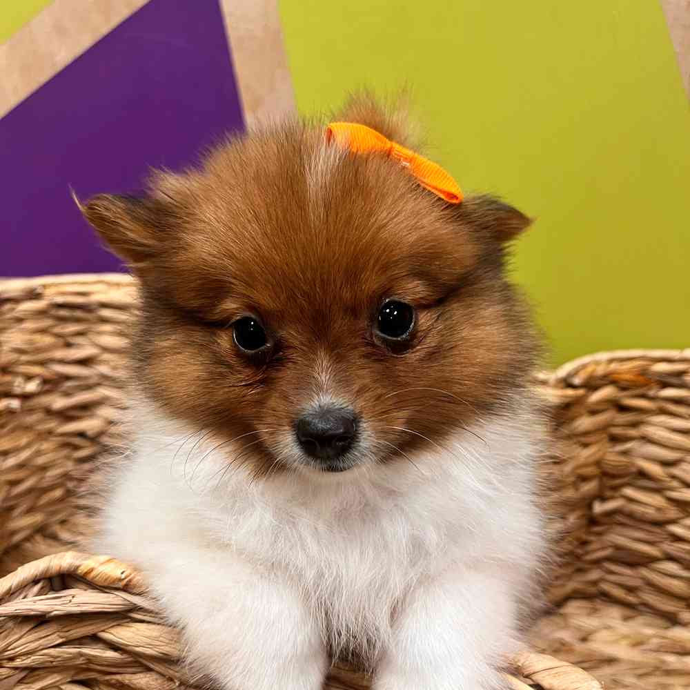 carousel pet images