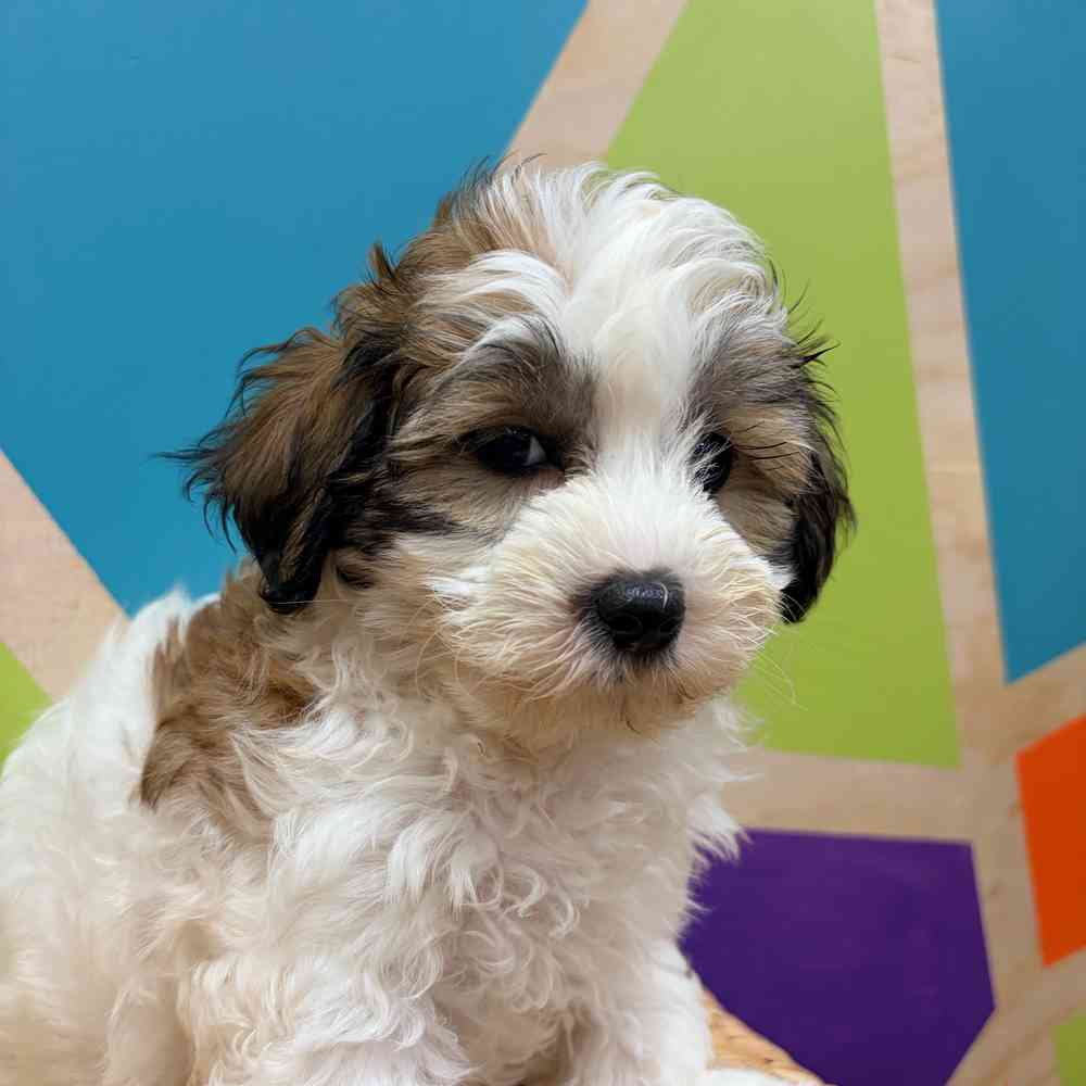 carousel pet images