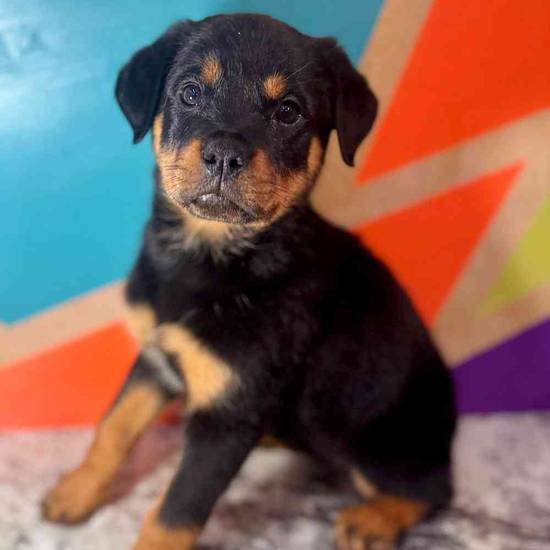 Remi