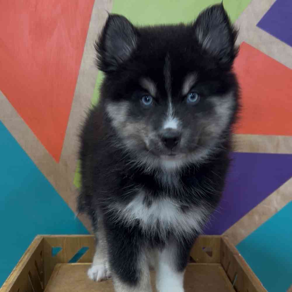 carousel pet images
