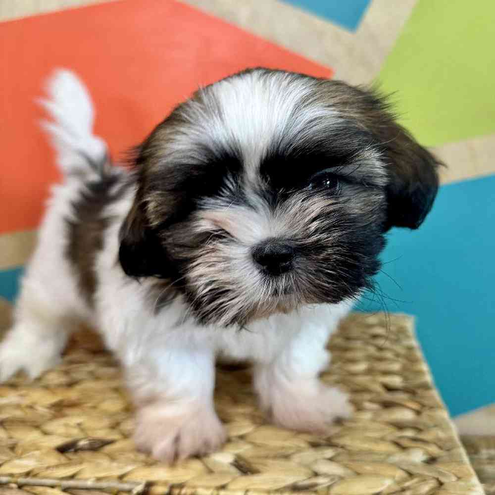 carousel pet images