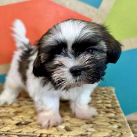 Shih Tzu