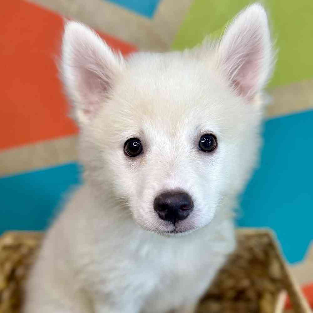 carousel pet images