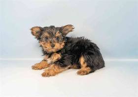 Yorkie