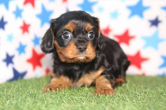 Cavalier King Charles Spaniel