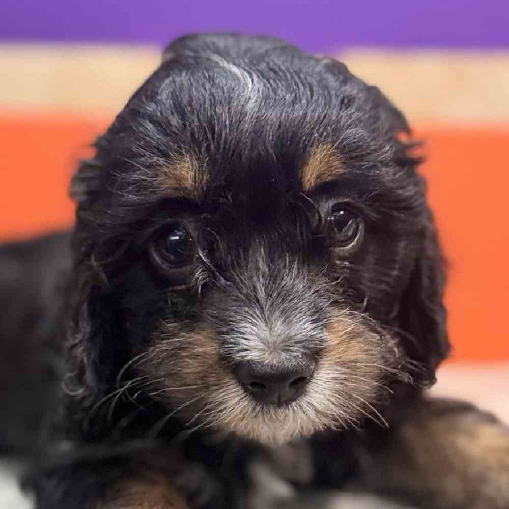 Image of a pet breed in the gallery