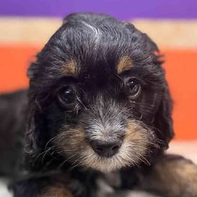 Cavapoo