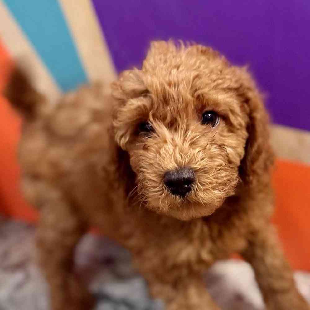 carousel pet images