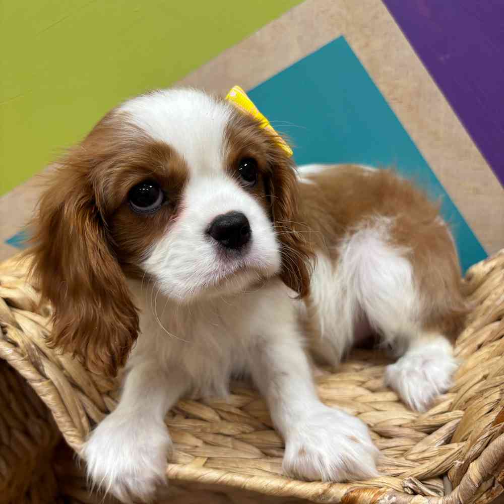 carousel pet images