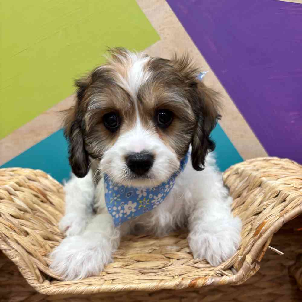 carousel pet images