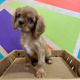 Cavalier King Charles Spaniel