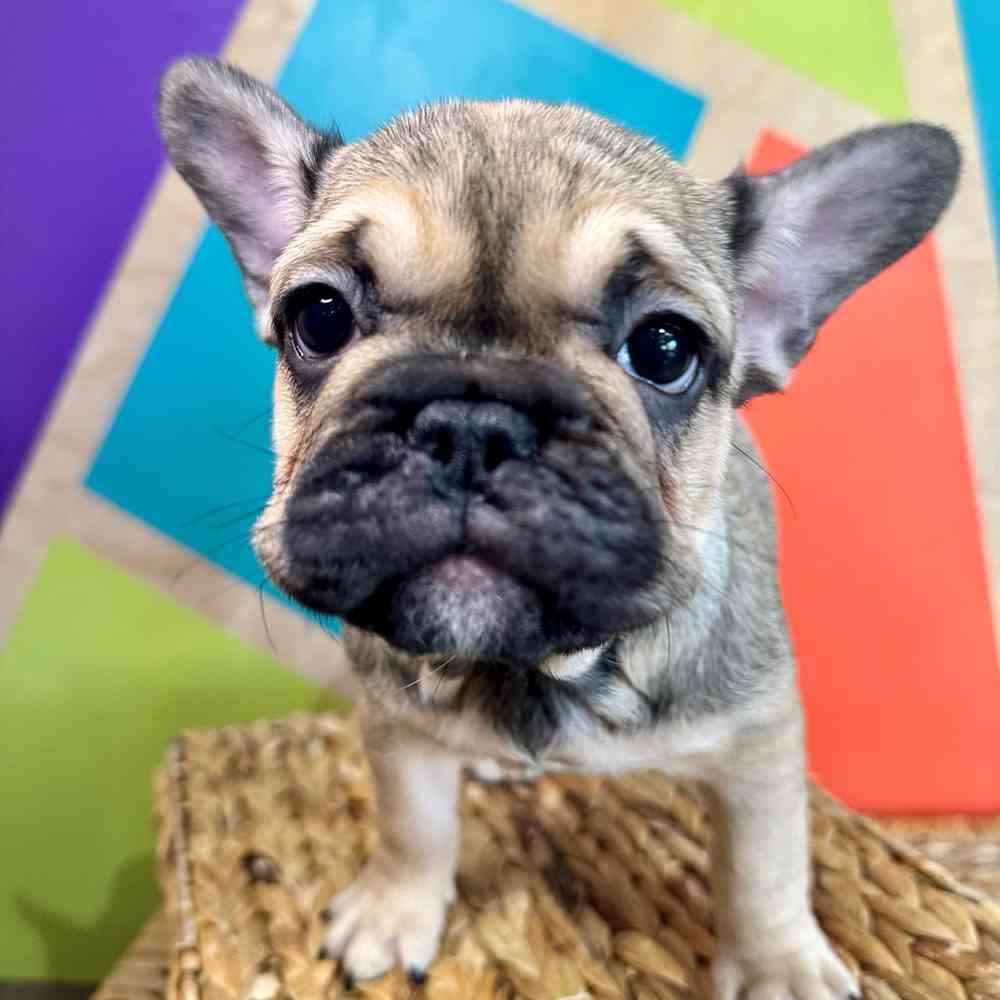 carousel pet images