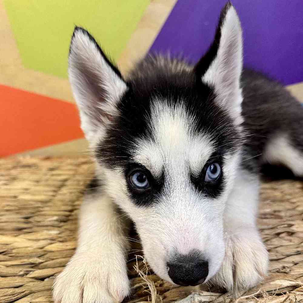 carousel pet images