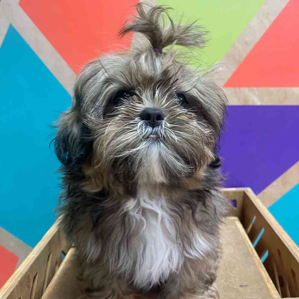 carousel pet images