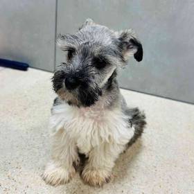 Mini Schnauzer