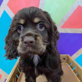 Cocker Spaniel