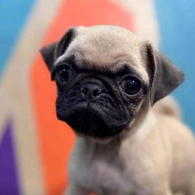 Pug