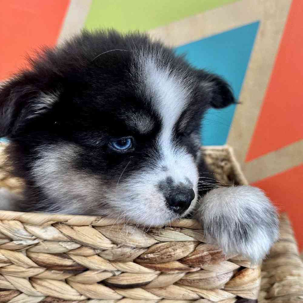carousel pet images